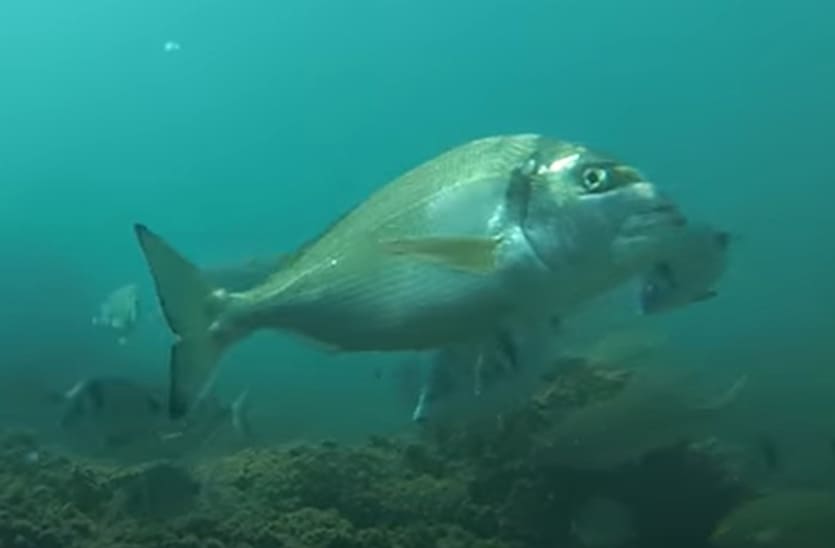 Gilt-head bream