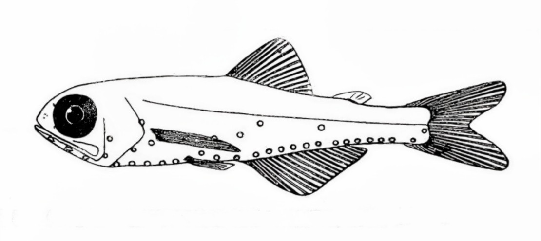Glacier lantern fish