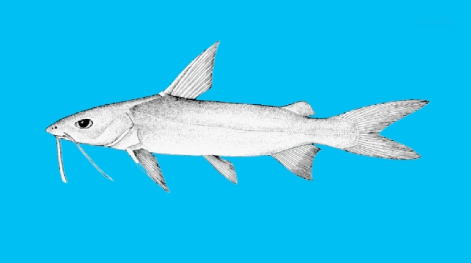 Goat catfish