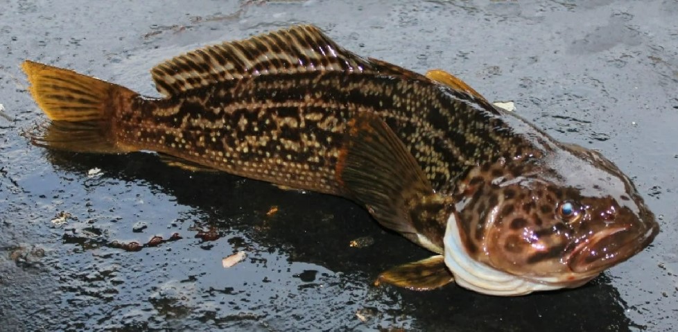 Gobionotothen gibberifrons