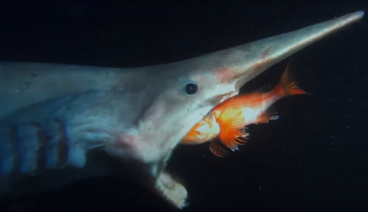 Goblin shark
