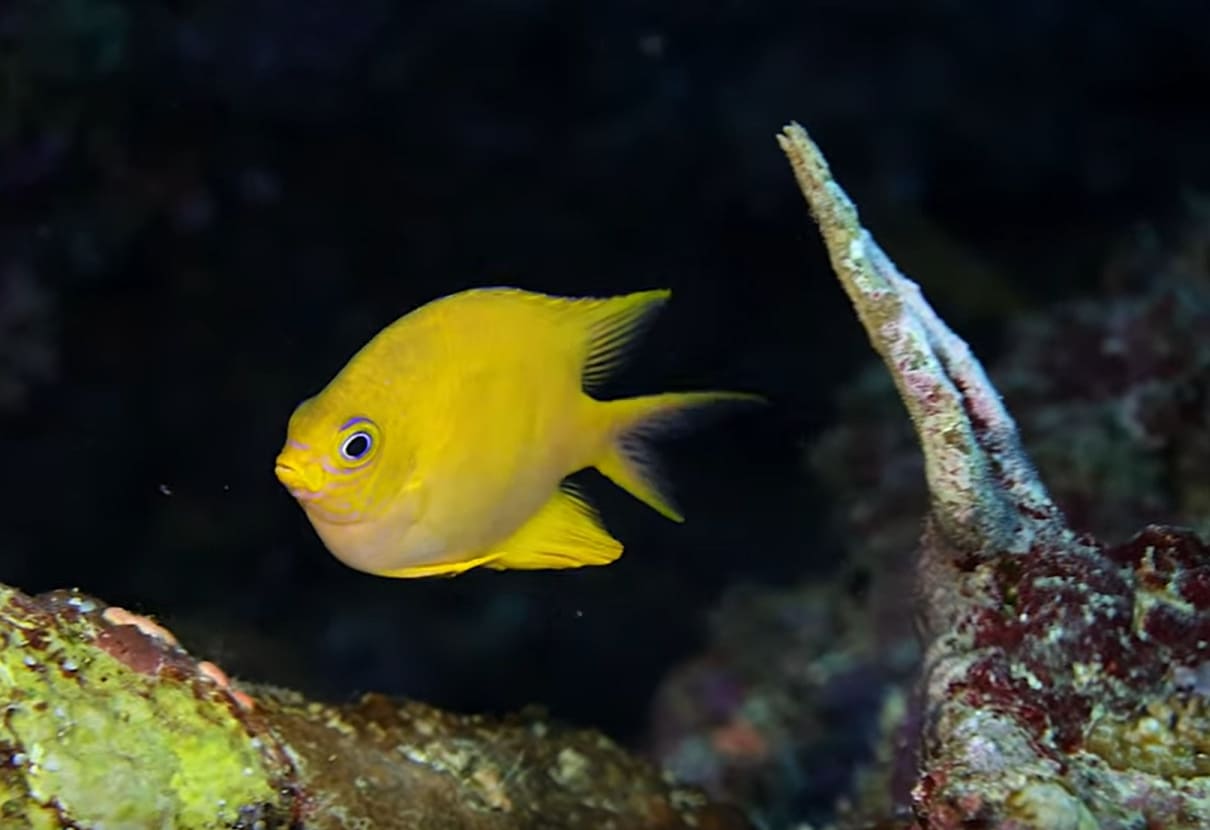 Golden damselfish