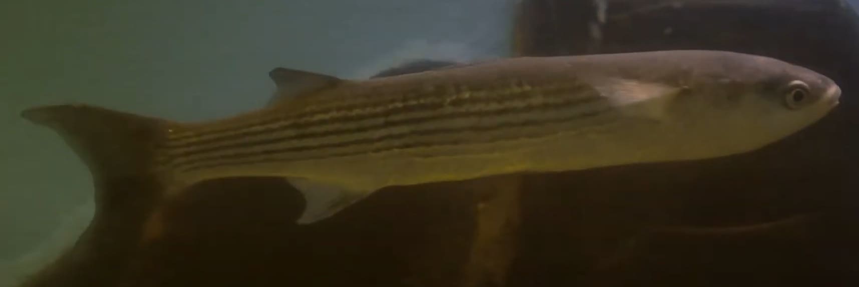 Golden grey mullet