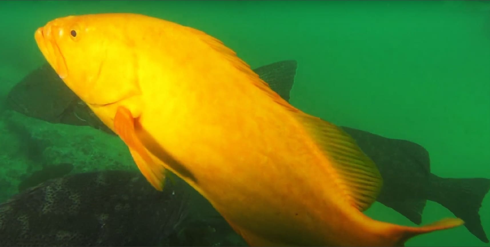 Golden grouper