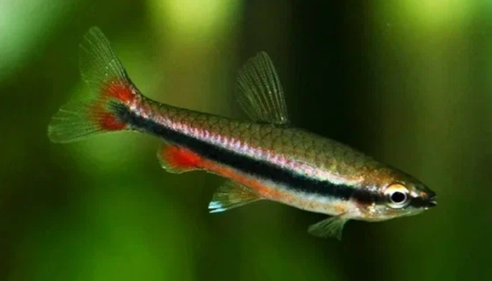 Golden pencilfish