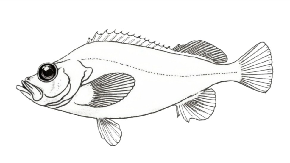 Golden redfish