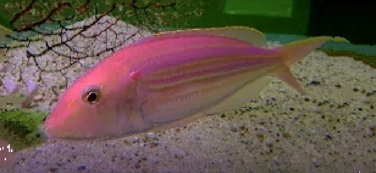 Golden threadfin bream
