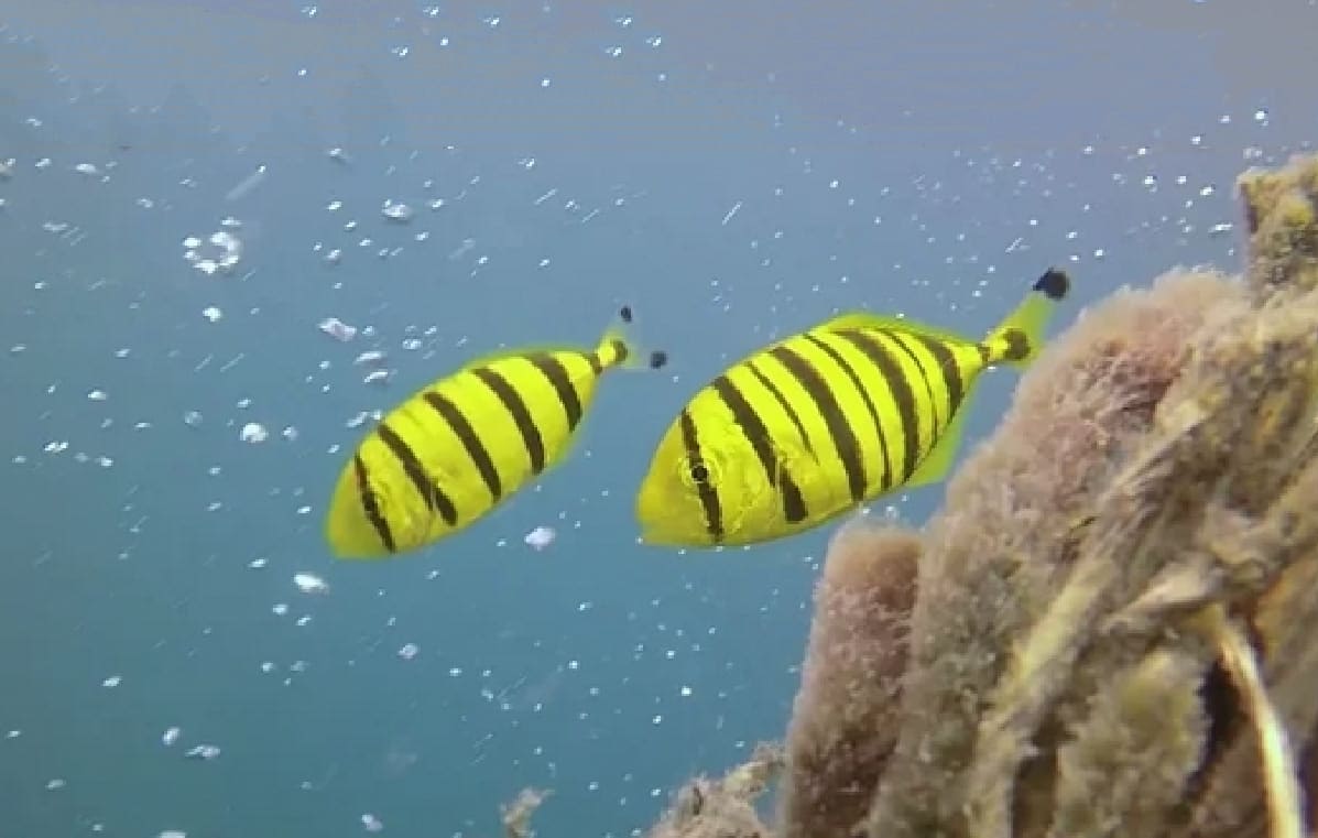 Golden trevally