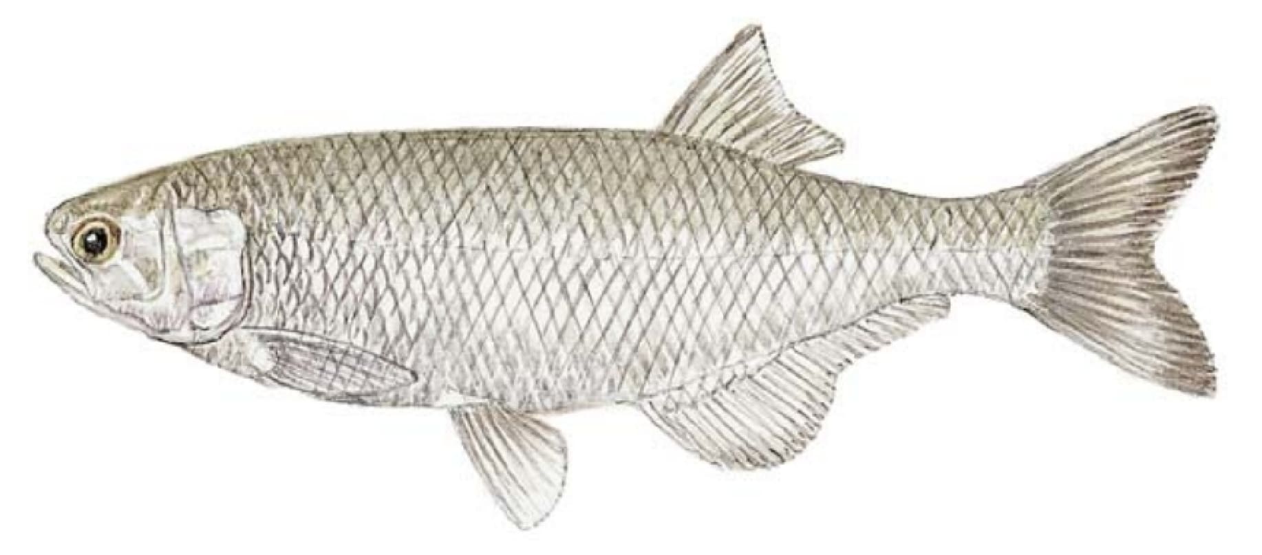 Goldeye
