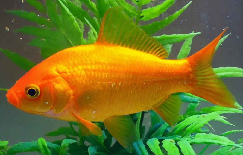 Goldfish