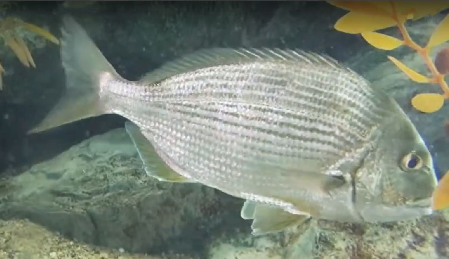 Goldlined seabream