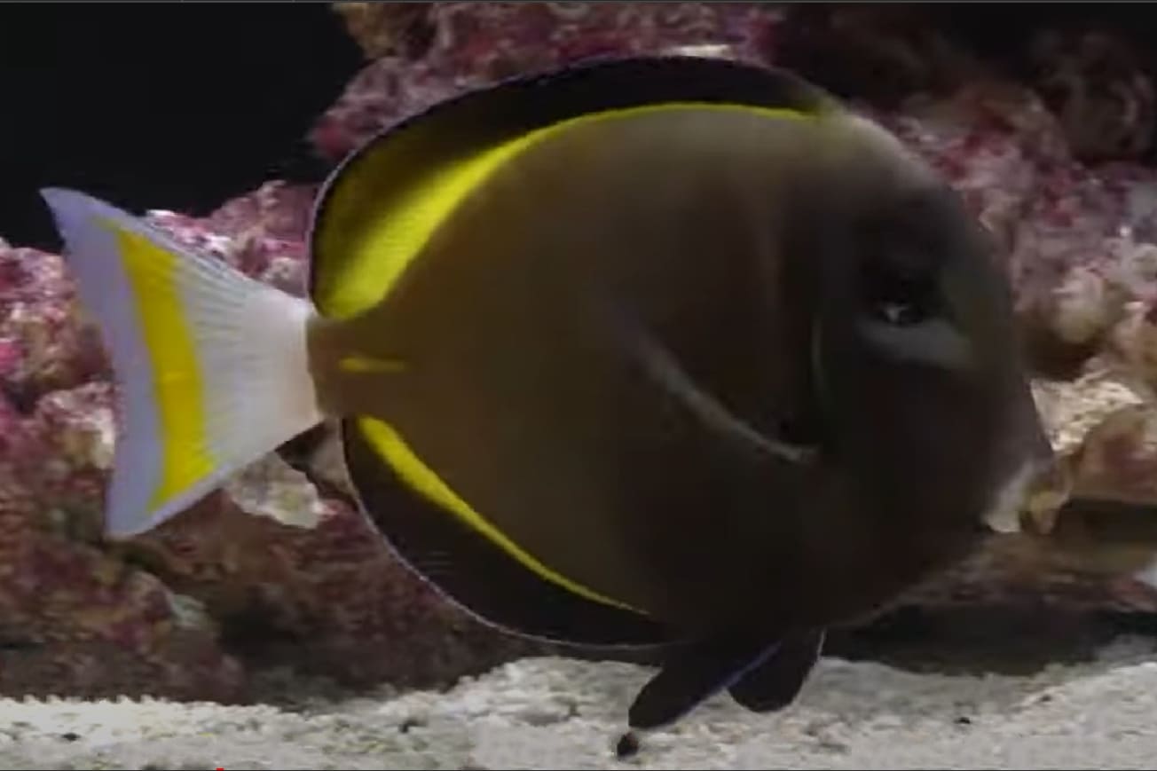 Goldrim surgeonfish
