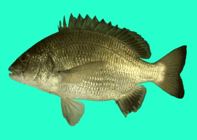 Goldsilk seabream