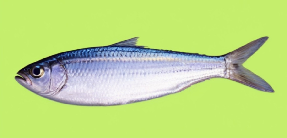 Goldstripe sardinella