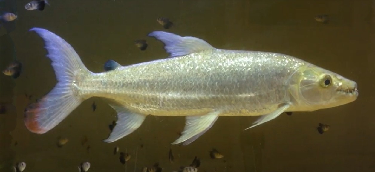 Goliath tigerfish