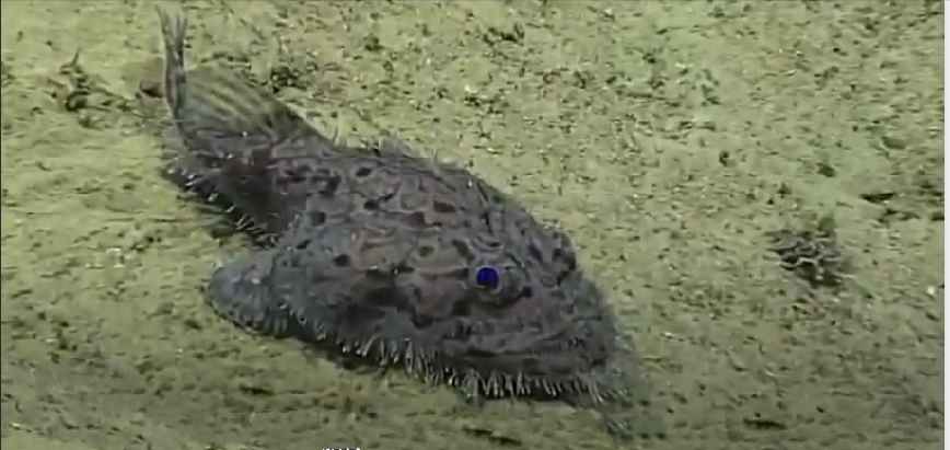Goosefish
