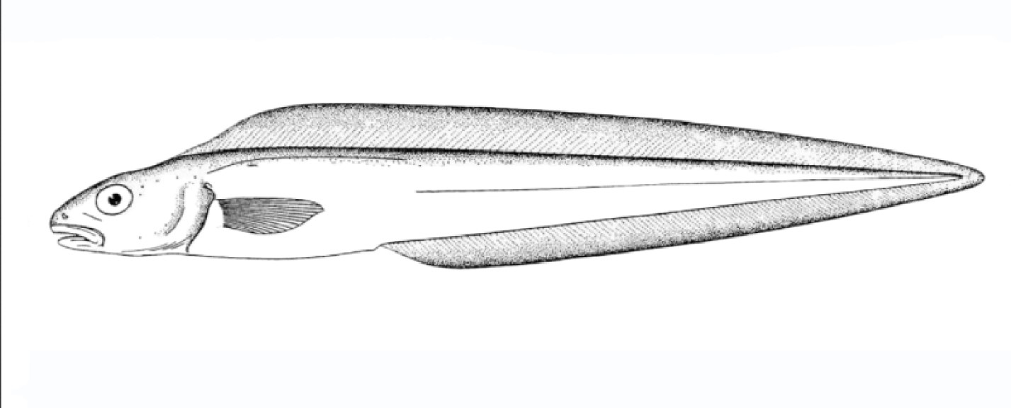 Gosztonyia antarctica
