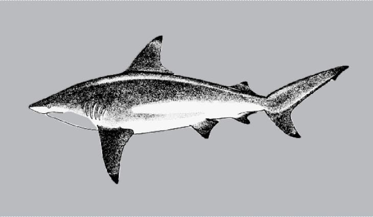 Graceful shark