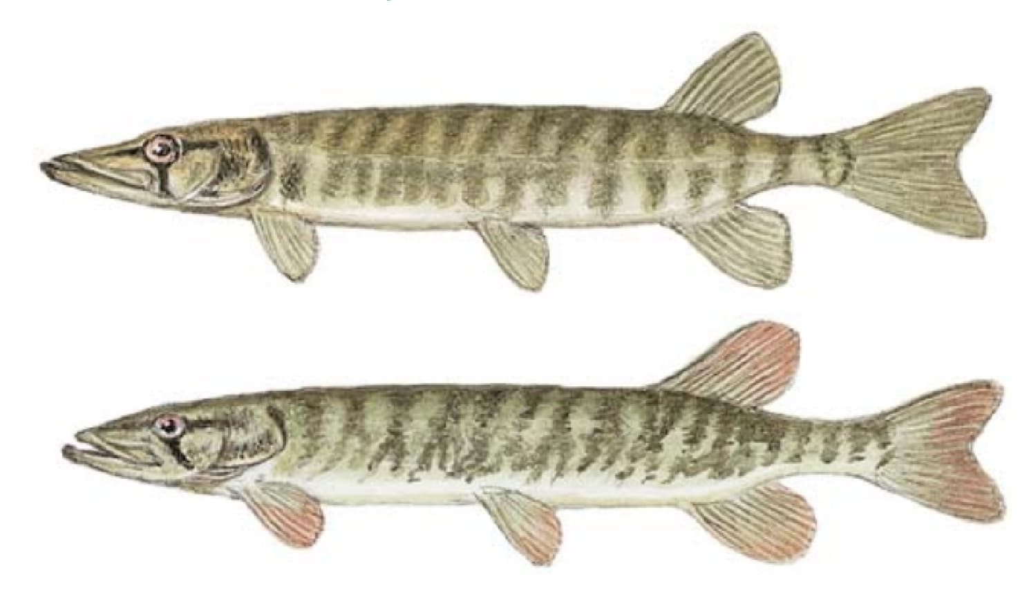 Grass pickerel, Redfin pickerel