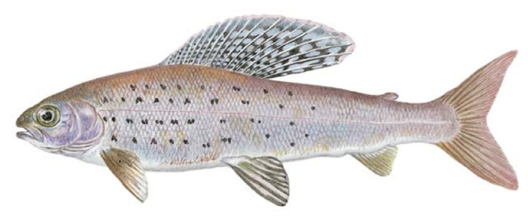 Grayling, Arctic