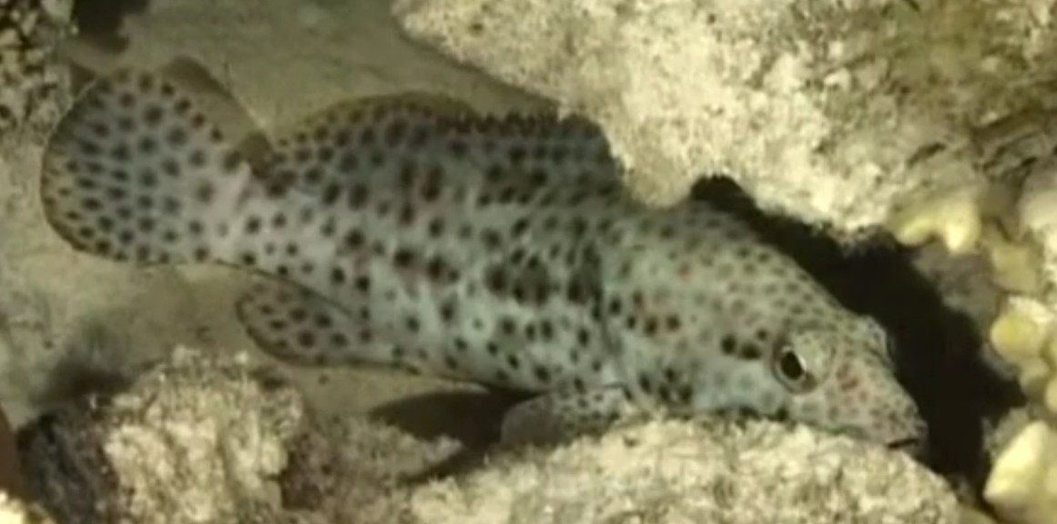 Greasy grouper