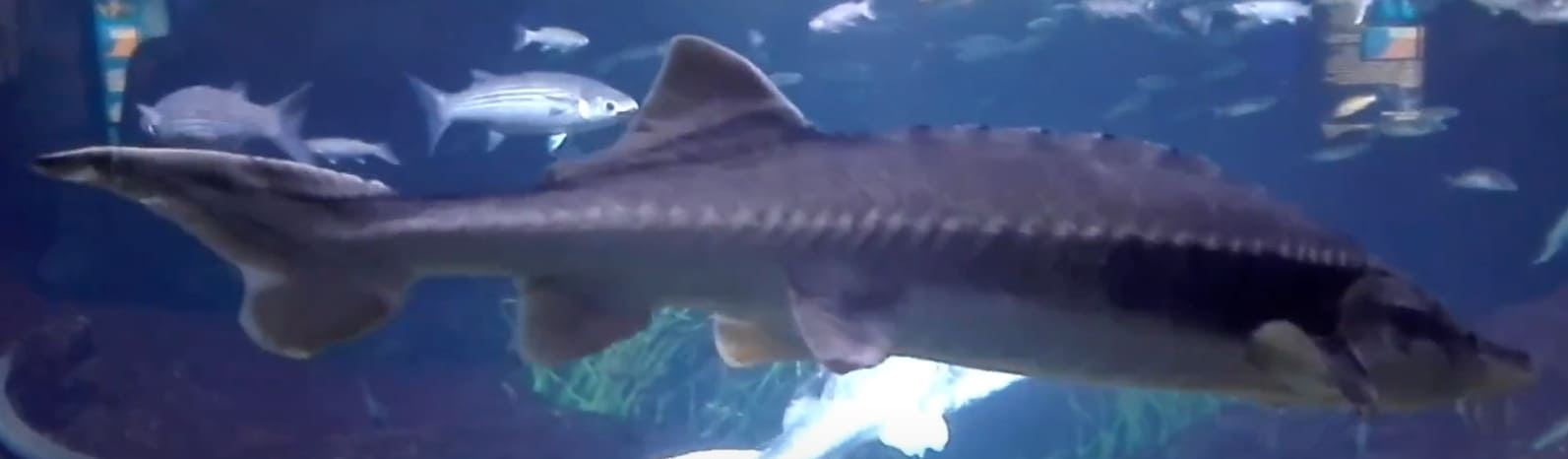 Great sturgeon