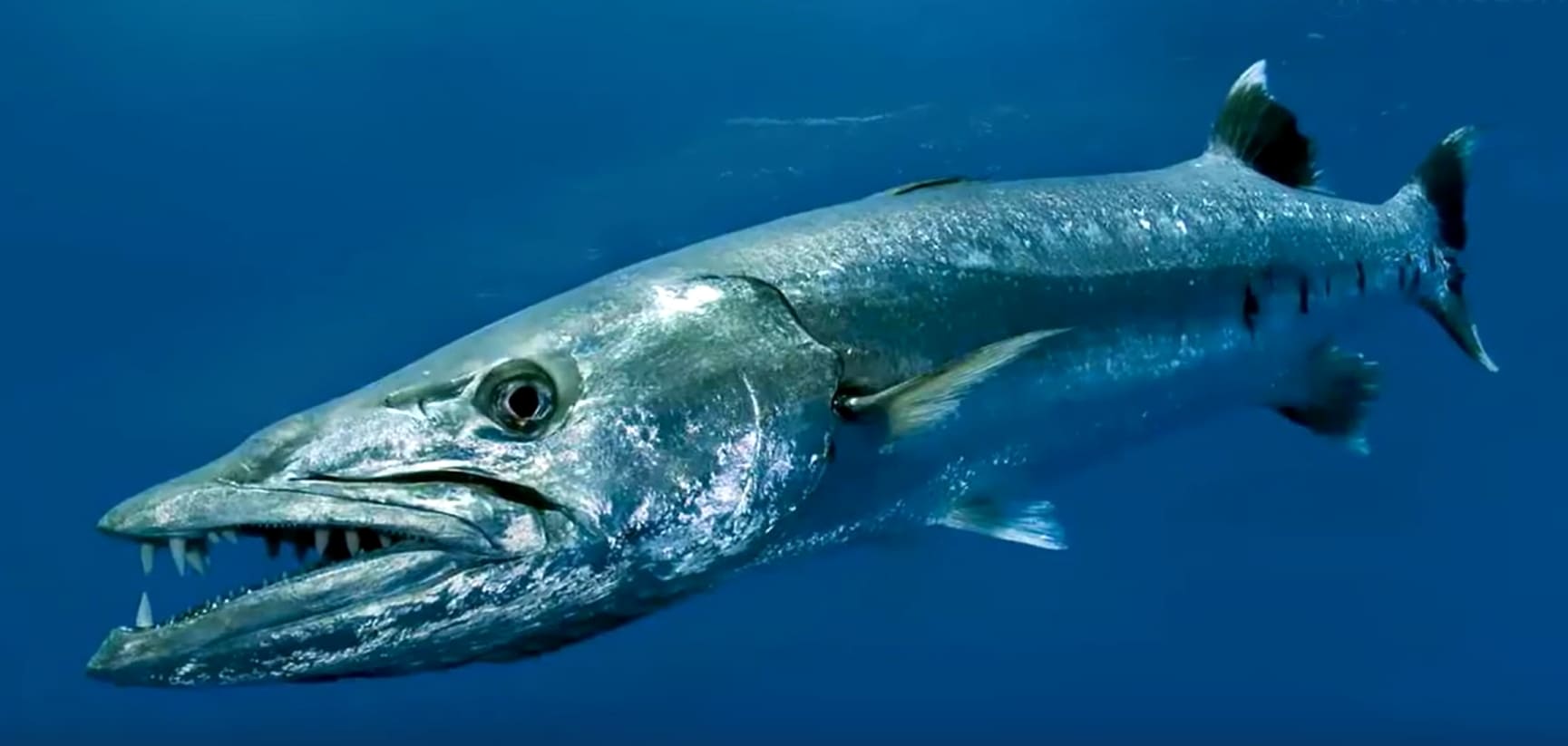 Great barracuda
