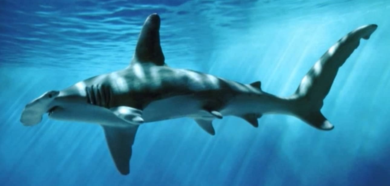 Great hammerhead