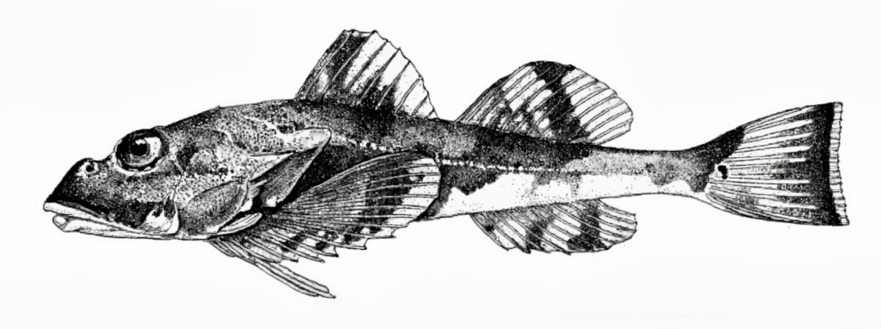 Great sculpin