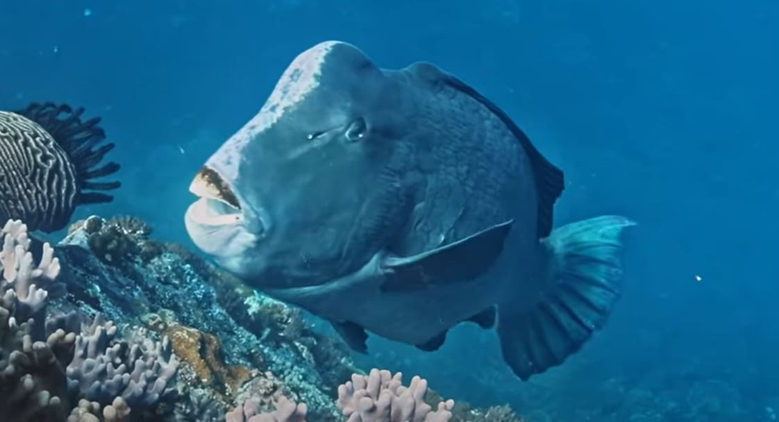 Green humphead parrotfish