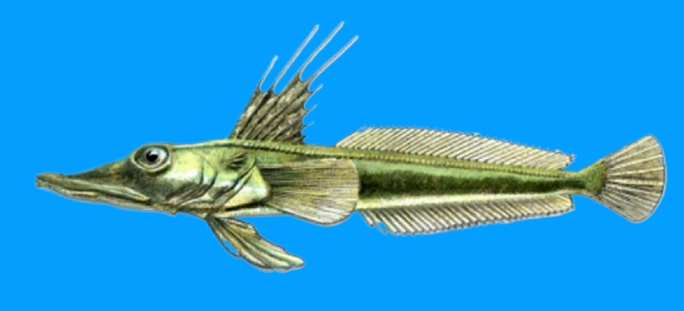 Green icefish