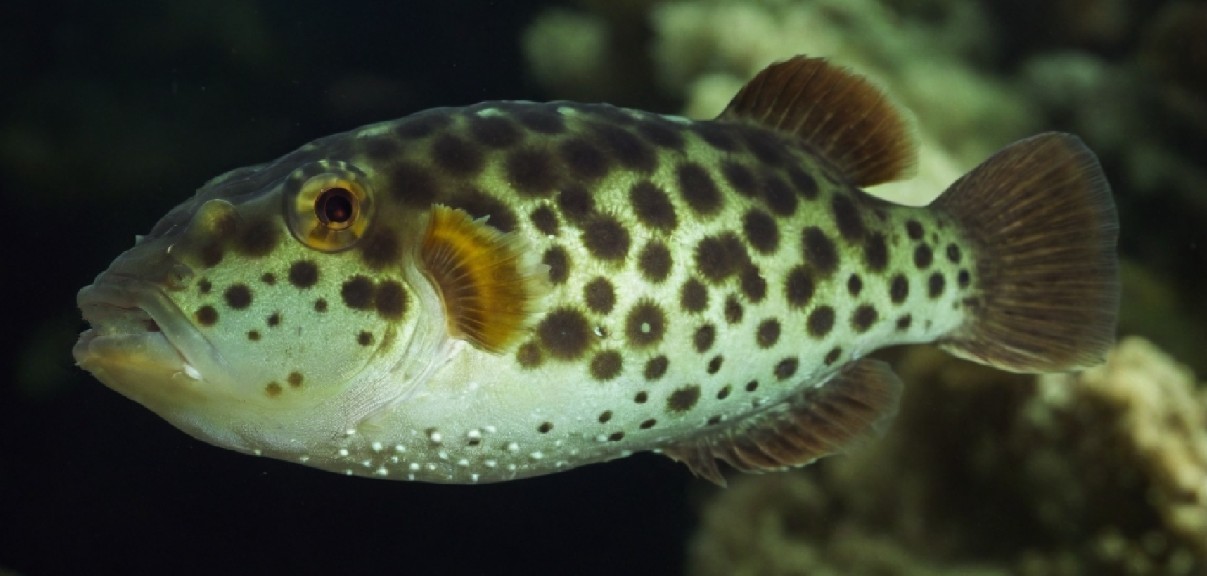 Green pufferfish