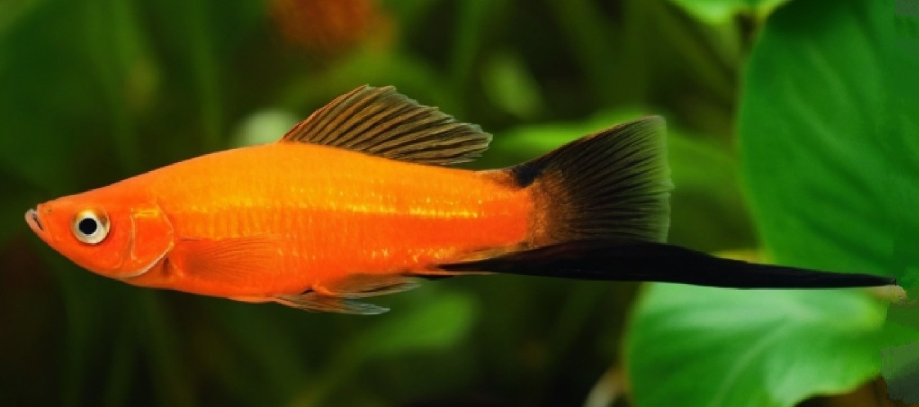 Green swordtail