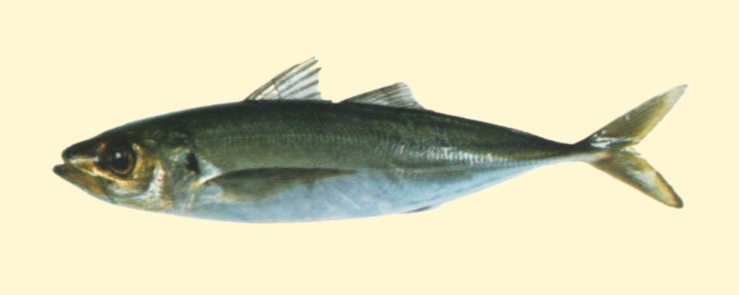 Greenback horse mackerel