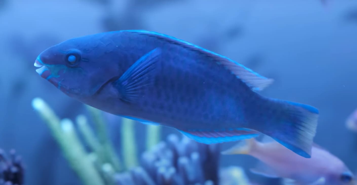Greenblotch parrotfish