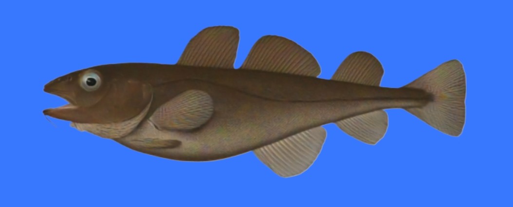 Greenland cod