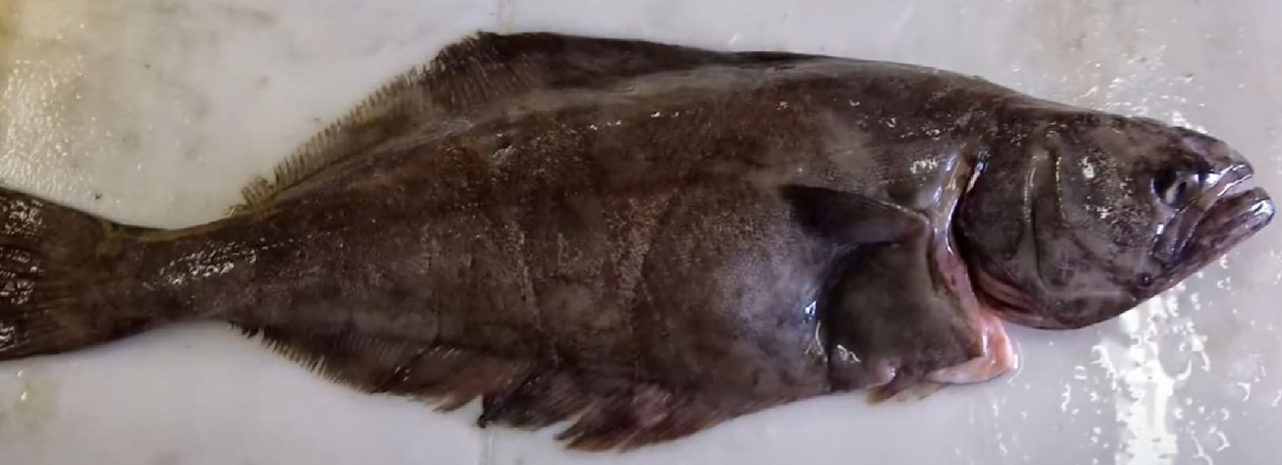 Greenland halibut