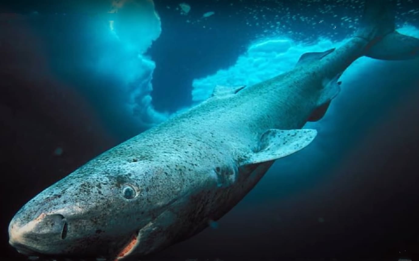 Greenland Shark
