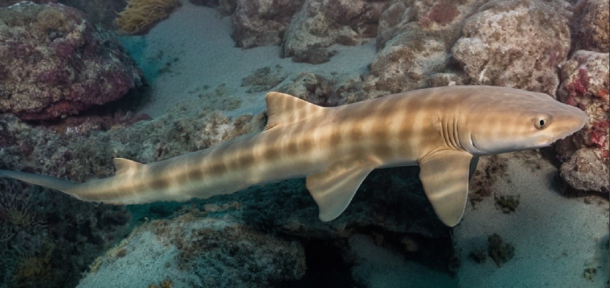 Grey bamboo shark