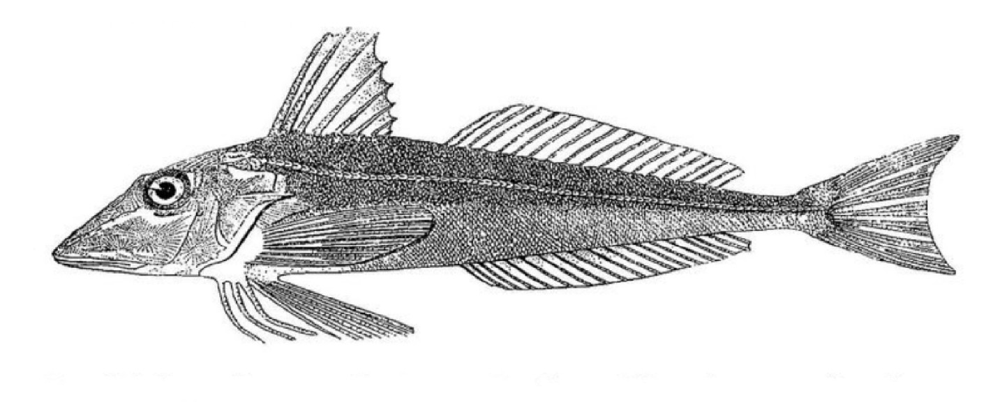 Grey gurnard