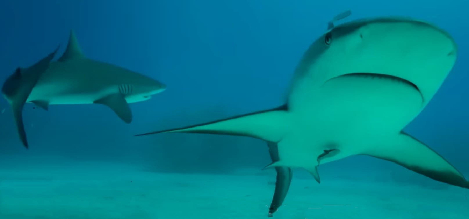 Grey reef shark