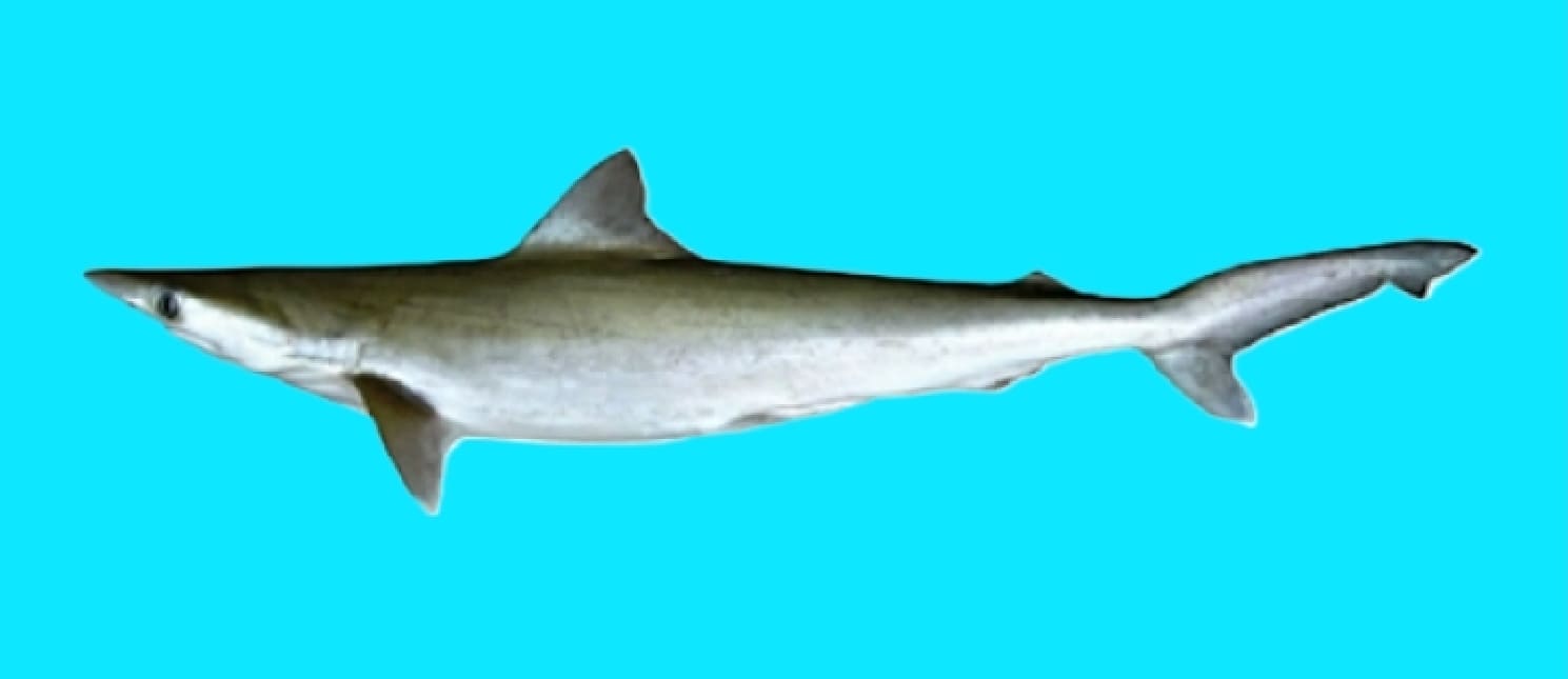 Grey sharpnose shark