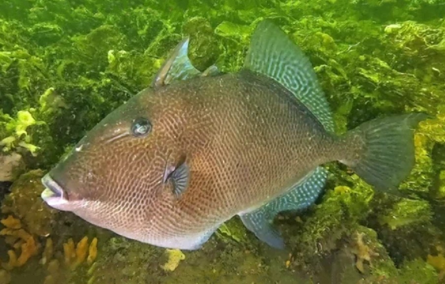 Grey triggerfish