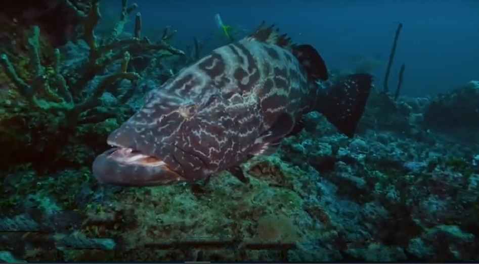 Grouper, Black