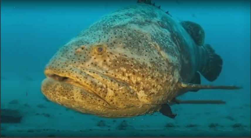Grouper, Goliath