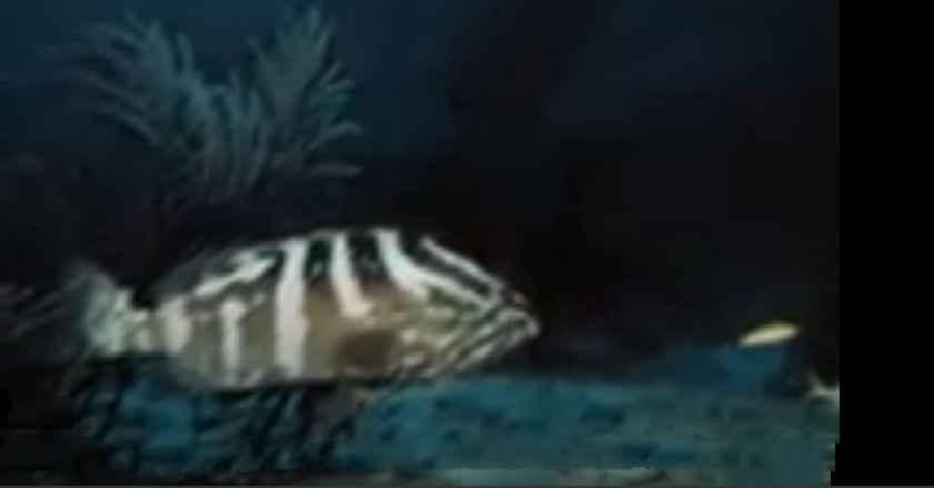 Grouper, Nassau