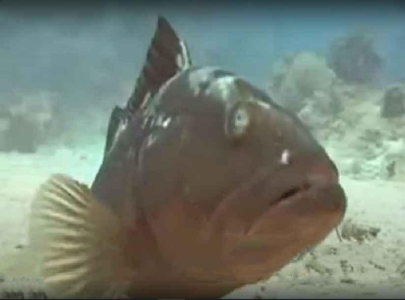 Grouper, Red