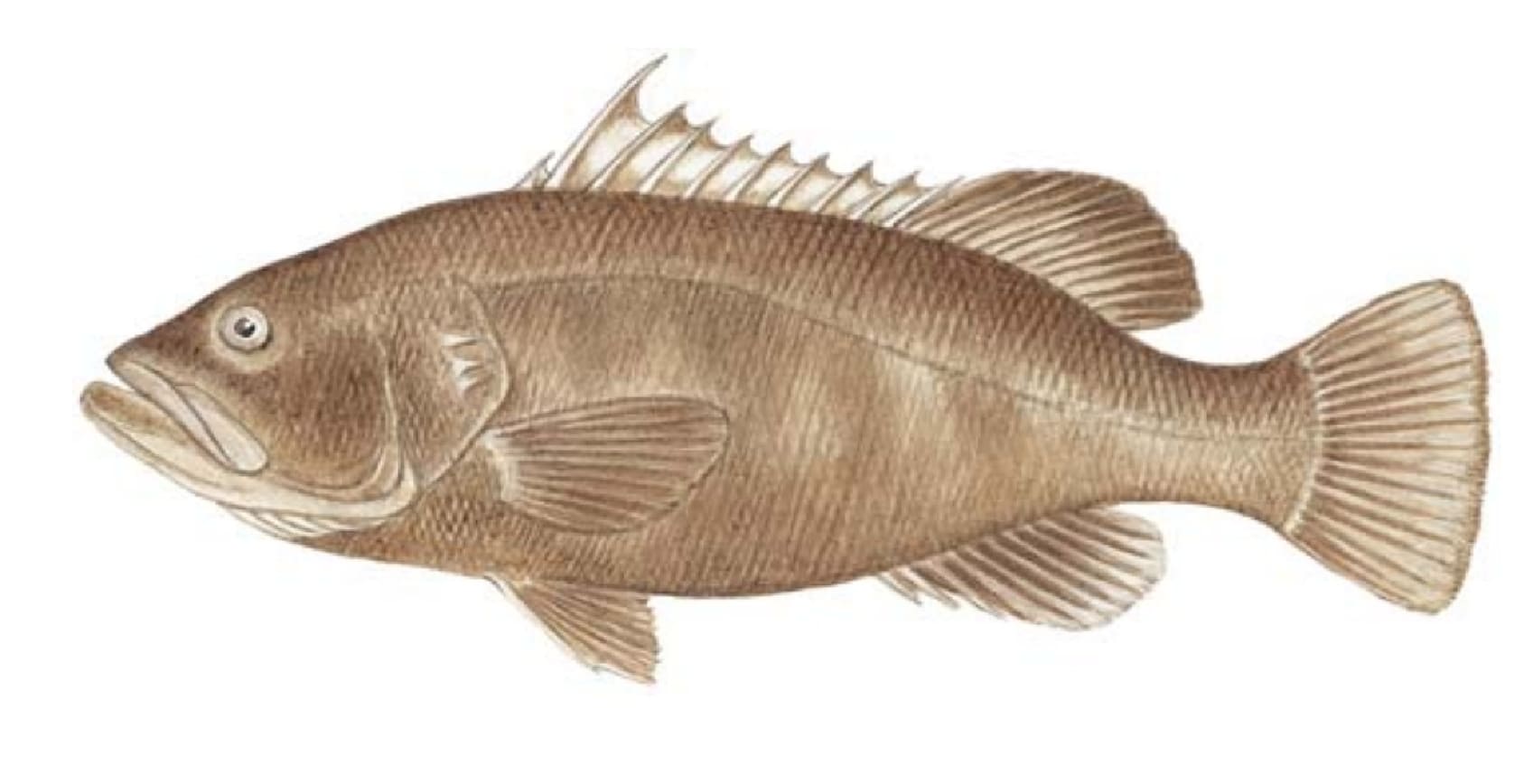 Grouper, Warsaw