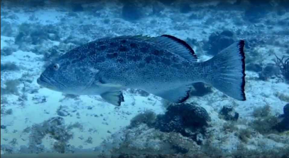 Grouper, Yellowfin