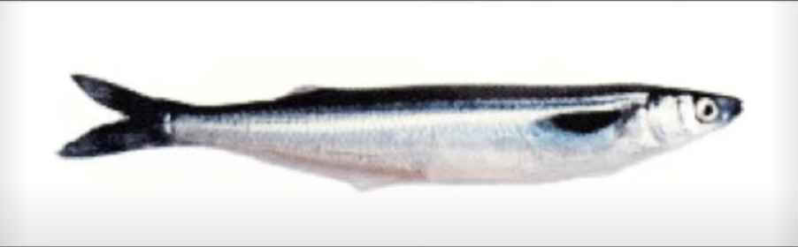 Grunion, California